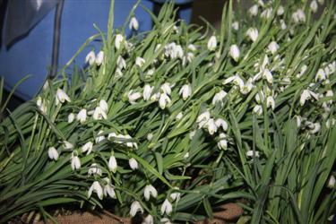 razstava zvončkov, Arboretum Kalmthout, galanthus nivalis, dnevi zvončkov