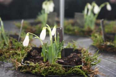 razstava zvončkov, Arboretum Kalmthout, galanthus nivalis, dnevi zvončkov