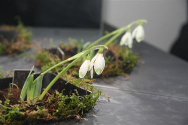 razstava zvončkov, Arboretum Kalmthout, galanthus nivalis, dnevi zvončkov