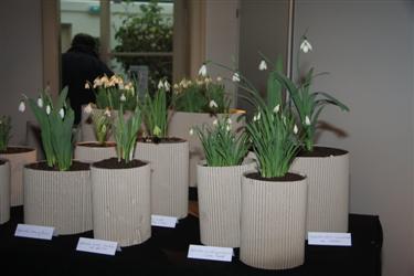 razstava zvončkov, Arboretum Kalmthout, galanthus nivalis, dnevi zvončkov