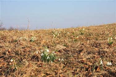 zvončki v aprilu, galanthus april