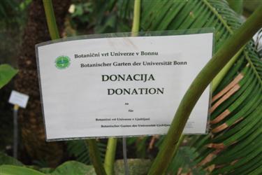 donacija rastlin, rastline za tropski rastlinjak, transport rastlin, izmenjava rastlin, botanični vrt bonn