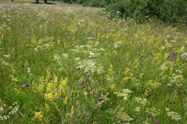 Dry meadow, na obrobju Ljubljane, travniške rastline