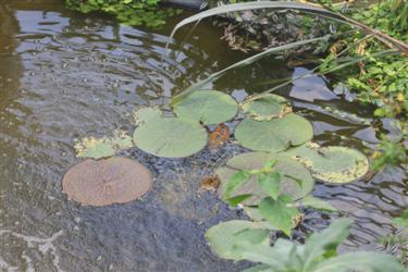 Orjaški lokvanj, viktorija, Victoria amazonica, porečja Amazonke, rastlinstvo amazonke