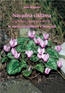 navadna ciklama, raznolikost v  sloveniji