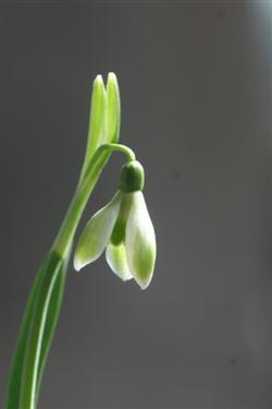 Navadni mali zvonček, Galanthus nivalis, zvonček, zvončki, botanični vrt