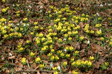 jarica, Eranthis hyemalis, botanični vrt