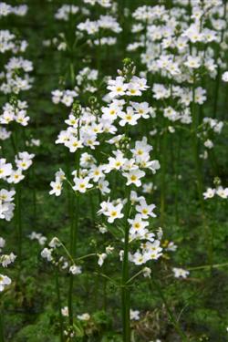 Močvirska grebenika, Hottonia palustris, vodne rastline, mlaka, botanični vrt