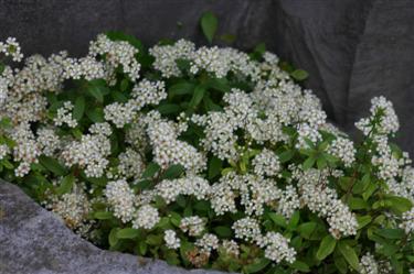 Polegla medvejka, Spiraea decumbens, botanični vrt