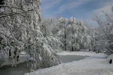 bajer, zima, botanični vrt, led, zaledenela površina