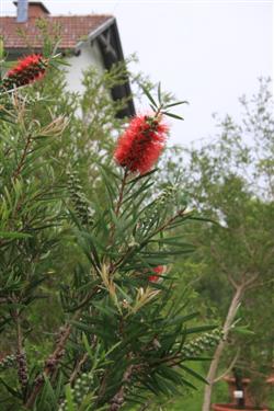 calistemon, sredozemske  rastline, rastlinjak tivoli, park tivoli