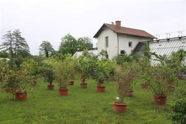 sredozemske rastline, rastlinjak tivoli, park tivoli