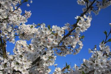  Japonske češnje, spomladi  2010, biološko središče, večna pot