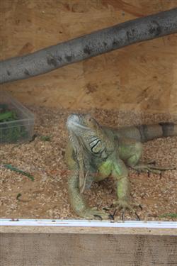Iguana iguana, (zeleni legvan)