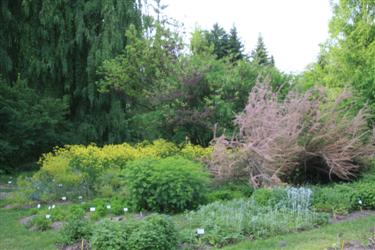 arboretum, botanični vrt, biotehniška fakulteta, oddelek za biologijo, univerza v ljubljani