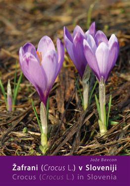 Žafrani, Crocus, L. v Sloveniji, žafran, crocusi