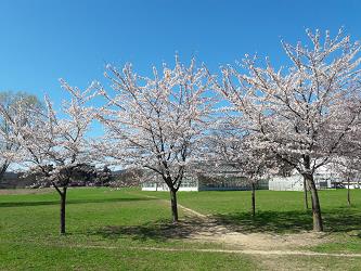 japonske cesnje, nasad japonskih cesenj, novi botanicni vrt