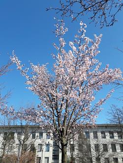 japonske cesnje, nasad japonskih cesenj, novi botanicni vrt