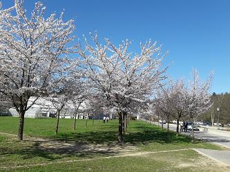 japonske cesnje, nasad japonskih cesenj, novi botanicni vrt