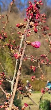 Japonske češnje 2026 Japonske češnje 2026