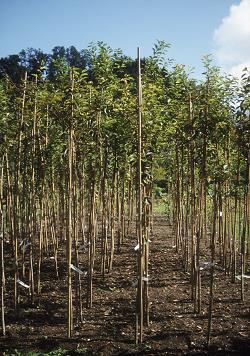 Japonske češnje Japonske češnje