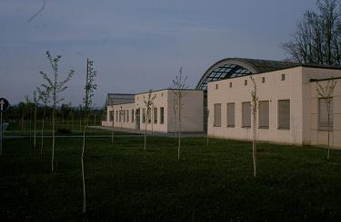 Japonske češnje Japonske češnje