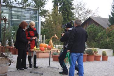 buče, strahci, halloween, razstava buč, prodaj buč, užitne buče