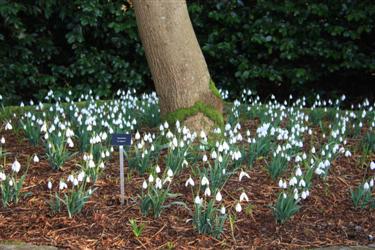 galanthus, galanthus gala, galanthus gala 2012, Tavistock, Devon, galanthus nivalis