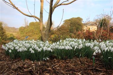 galanthus, galanthus gala, galanthus gala 2012, Tavistock, Devon, galanthus nivalis