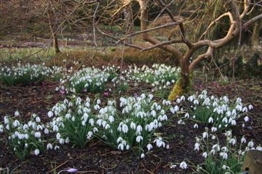 galanthus, galanthus gala, galanthus gala 2012, Tavistock, Devon, galanthus nivalis