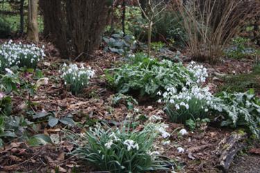 galanthus, galanthus gala, galanthus gala 2012, Tavistock, Devon, galanthus nivalis