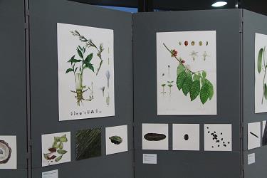 Botanične ilustracije ljubljanskih tropov botanicne ilustracije ljubljanskih tropov