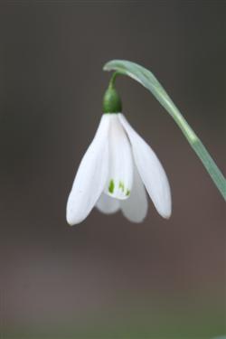 galanthus nivalis forms, snowdrops forms, snowdrop form, special snowdrop, rare snowdrop, rare galanthus