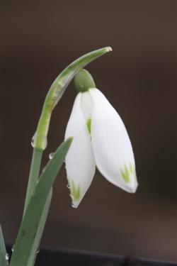 galanthus nivalis forms, snowdrops forms, snowdrop form, special snowdrop, rare snowdrop, rare galanthus