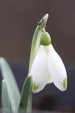 galanthus nivalis forms, snowdrops forms, snowdrop form, special snowdrop, rare snowdrop, rare galanthus