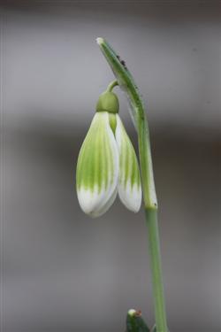 galanthus nivalis forms, snowdrops forms, snowdrop form, special snowdrop, rare snowdrop, rare galanthus