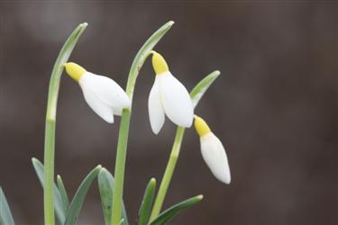 galanthus nivalis forms, snowdrops forms, snowdrop form, special snowdrop, rare snowdrop, rare galanthus