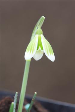 galanthus nivalis forms, snowdrops forms, snowdrop form, special snowdrop, rare snowdrop, rare galanthus