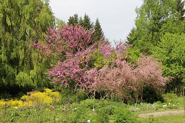 Arboretum Volčji Potok in Botanični vrt v Tivoliju jakopicevo sprehajalisce