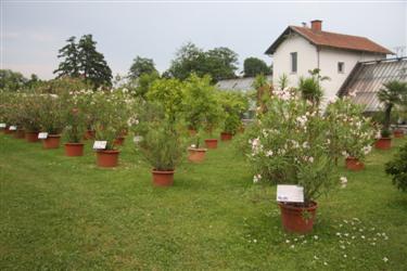 sredozemske rastline, velike čebrovke, čebrovke, zgodovina rastlinjakov, rastlinjak Tivoli