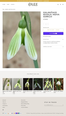 Edulis Galanthus nivalis Nova Gorica