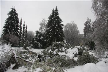 žled, led, ledeni oklep, podrta drevesa, izruvana drevesa, polomljeno drevje