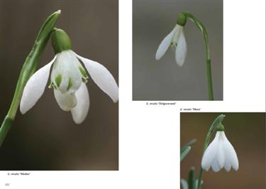 common snowdrop, common snowdrops, galanthus nivalis, galanthus slovenia, snowdrops book, galanthus book, snowdrop book