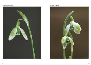 common snowdrop, common snowdrops, galanthus nivalis, galanthus slovenia, snowdrops book, galanthus book, snowdrop book