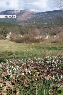 Common Snowdrops Common Snowdrops (Galanthus nivalis L.) CULTIVARS IN SLOVENIA