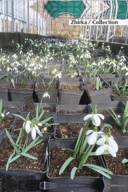 Common Snowdrops Common Snowdrops (Galanthus nivalis L.) CULTIVARS IN SLOVENIA