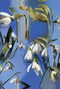 Common Snowdrops Common Snowdrops (Galanthus nivalis L.) CULTIVARS IN SLOVENIA