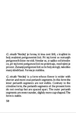 Common Snowdrops Common Snowdrops (Galanthus nivalis L.) CULTIVARS IN SLOVENIA