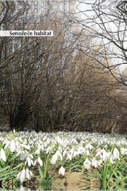 Common Snowdrops Common Snowdrops (Galanthus nivalis L.) CULTIVARS IN SLOVENIA