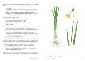 Daffodils in Slovenia, daffodils, narcissus
